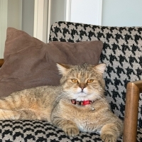 Tabby Bri..