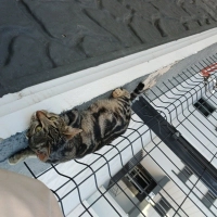Kedi sahi..