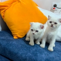 Bal çocuk..