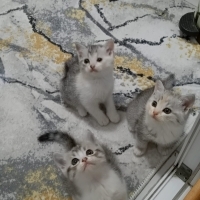 3 kardeş..