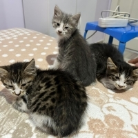 3 Yavruya..