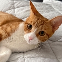 🐱 Sarı Ö..