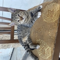 bu seviml..