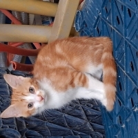 Bal bebeğ..