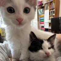 Kukimizi..