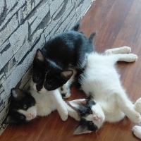 KEDİ SAHİ..