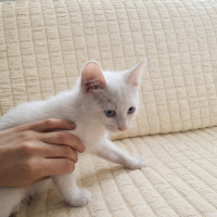 Minik Yavrumuz yuva arıyor
