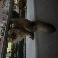 Sevimli b..