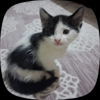 Minik pre..