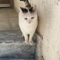 Pamuk kız..