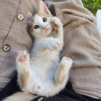 Minik Pon..