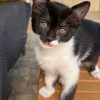 Minik Oreo sevgi dolu yuvasını arıyor 🐾🤍🖤