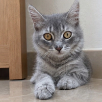 GÜMÜŞ YUV..