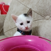 Mini Mini..
