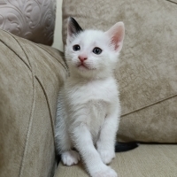 Pamuk Pre..