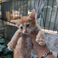 Dişi erke..