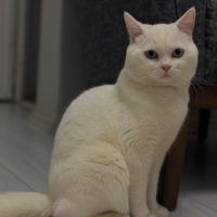 Paşamıza..