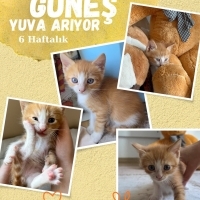 Yakışıklı..