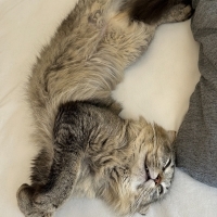 Oyuncu, Sevecen ve Tatlı Bir Yuva Arayan Güzel Kedi 🐾