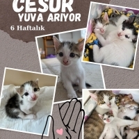 Kisirlast..