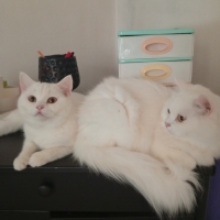 Anne kız..