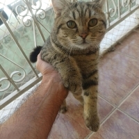 Yaramaz z..