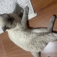 Çok uysal..