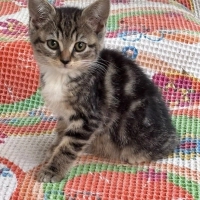 Tekir&cins melezi leopar göbekli 1 dilber :) <3