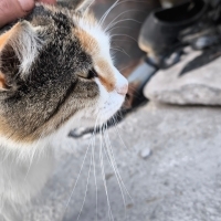 Asil kedi..
