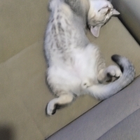 Çok asil..