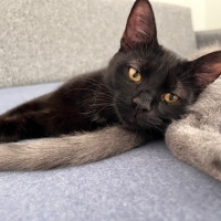 🐾 Bobo ömürlük yuvasını arıyor! 🤍