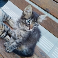 yurdun avlusundaki yavru kedi