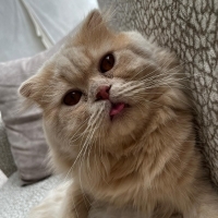Oyunbaz k..