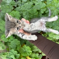 1,5 aylık..