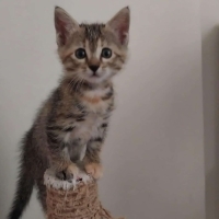 EV KEDİMİ..