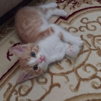 EV KEDİMİZİN YAVRUSU YENİ YUVASINI ARIYOR