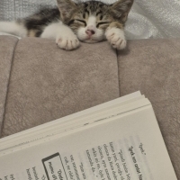 🐾 Minik..