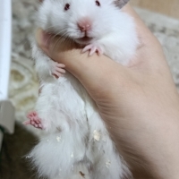 Hamsterım..