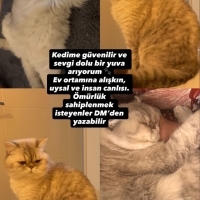 Ücretsiz..
