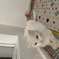 KEDİ BULU..