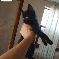 Wonder dark pisi pisi