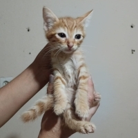 Sarı şeker erkek güzeli