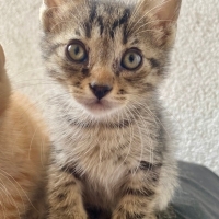 MİNİK,ÇOK TATLI VE SAĞLIKLI YAVRU KEDİLER 😸