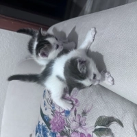 Üçretsiz..