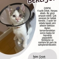 ÇIRPIK YU..