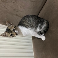 Oyuncu enerjik sıcakkanlı tekir kedi