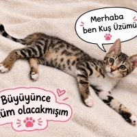 Kuş Üzümü..