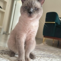 Yakışıklı..