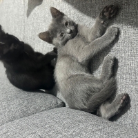 Eşyaları..