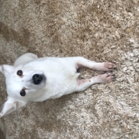🐾 Sevgi..